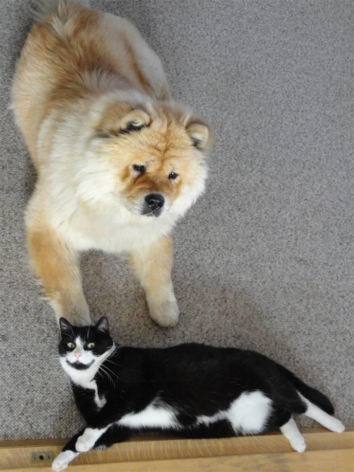 Blanding af racer Midde billede 9