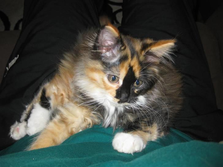 Maine Coon Mulle billede 1