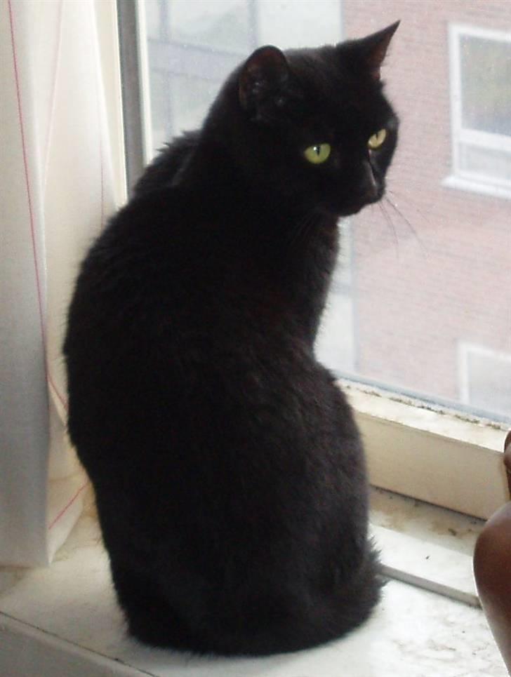 Huskat Musli billede 1