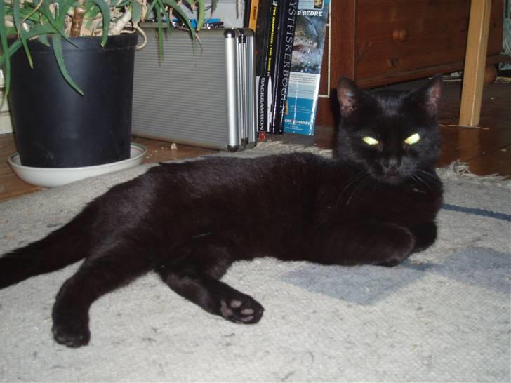 Huskat Musli billede 2