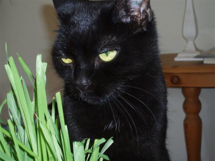 Huskat Musli billede 3