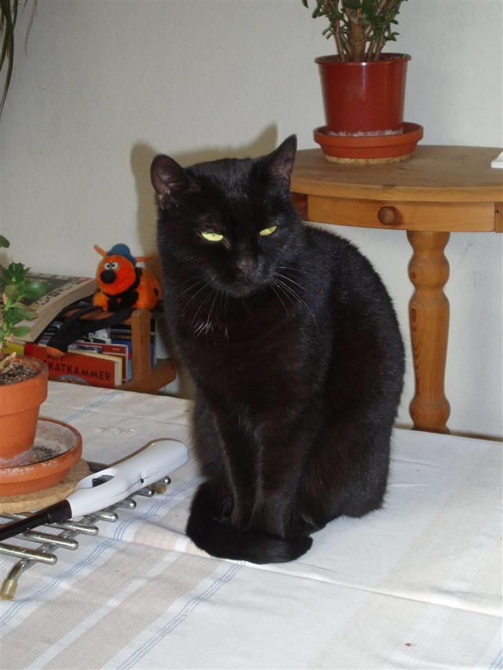 Huskat Musli billede 4