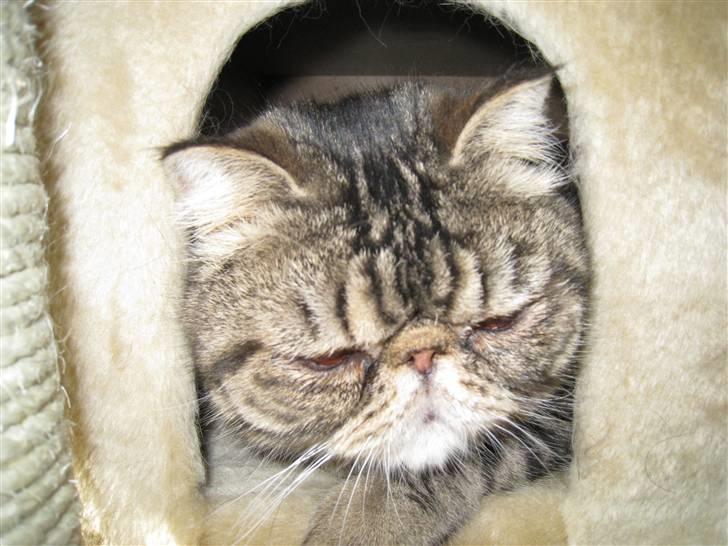 Exotic Sofus *18.09.2006 - 31.10.2012* - Kigger ud af hulen i kattetræet billede 12