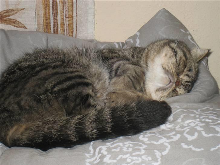 Exotic Sofus *18.09.2006 - 31.10.2012* - Sofus sovetryne billede 13