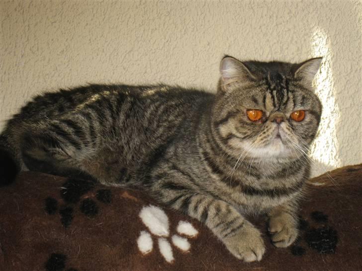 Exotic Sofus *18.09.2006 - 31.10.2012* billede 14