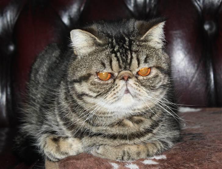 Exotic Sofus *18.09.2006 - 31.10.2012* billede 15