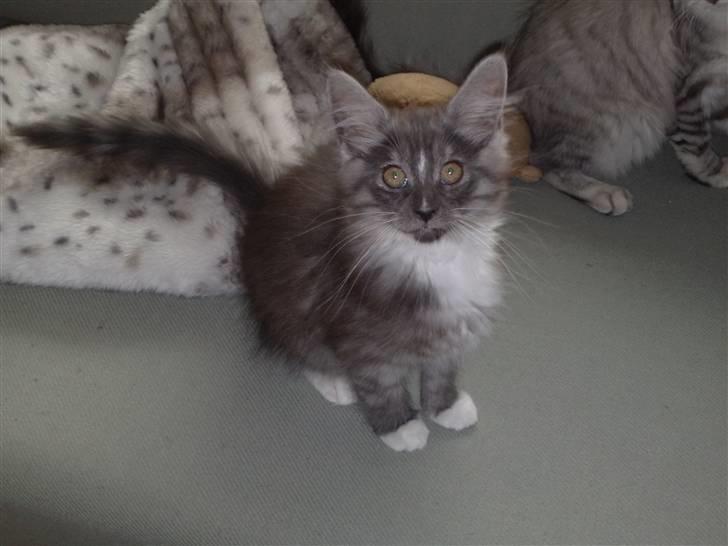 Maine Coon Chili - Her er jeg så i mit nye hjem.... billede 1