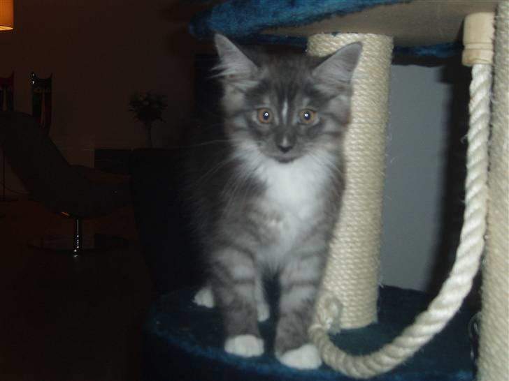 Maine Coon Chili - Her bestemmer jeg....:) billede 2