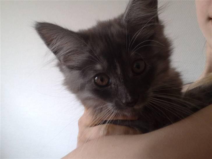 Maine Coon Chili - Hygge på armen af Cille billede 3