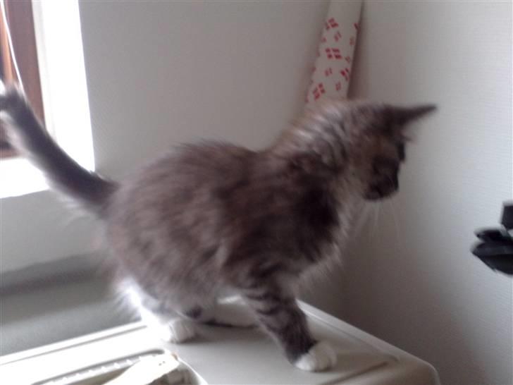 Maine Coon Chili billede 4