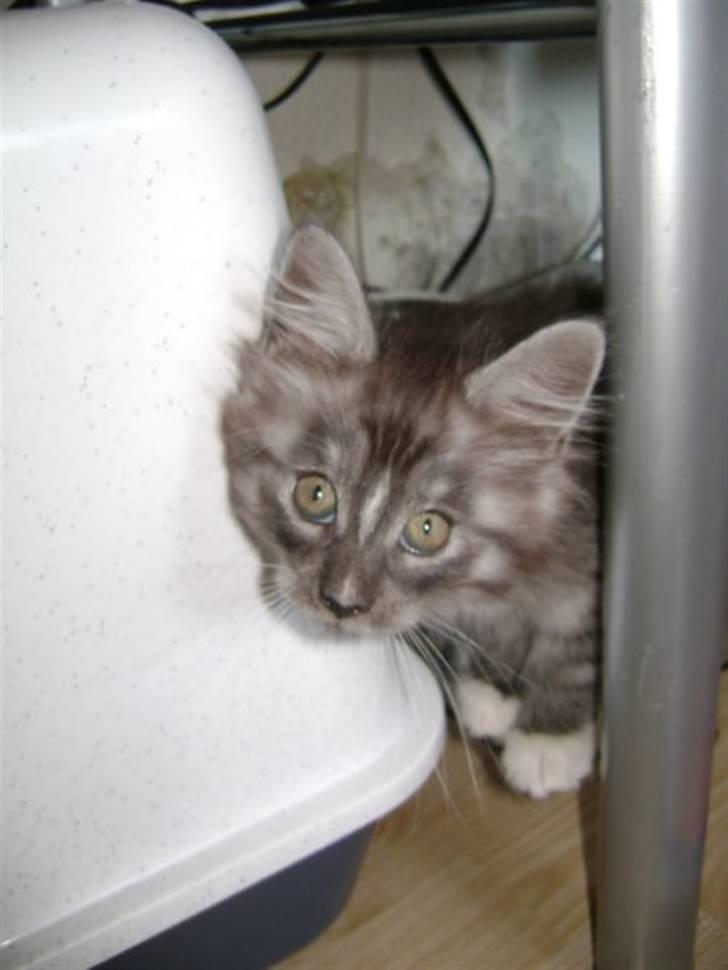 Maine Coon Chili - kuk kuk.... billede 5