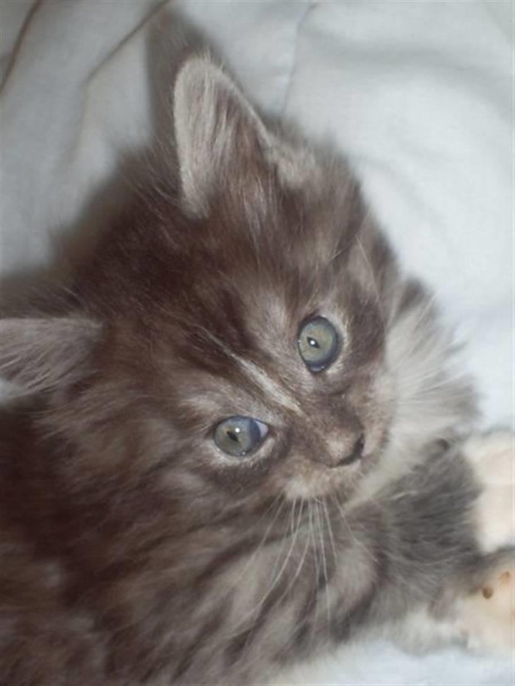 Maine Coon Chili billede 6