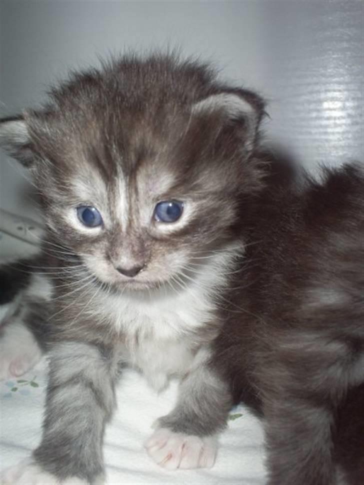 Maine Coon Chili - Her er jeg vist ikke så gammel billede 7