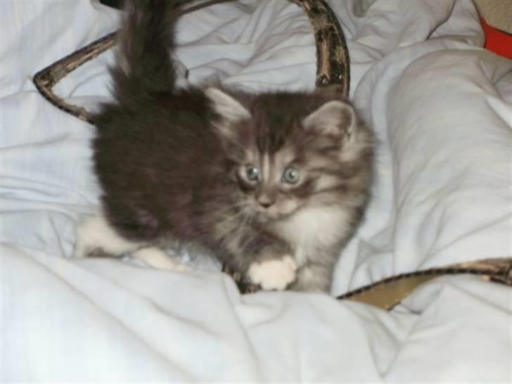 Maine Coon Chili billede 8