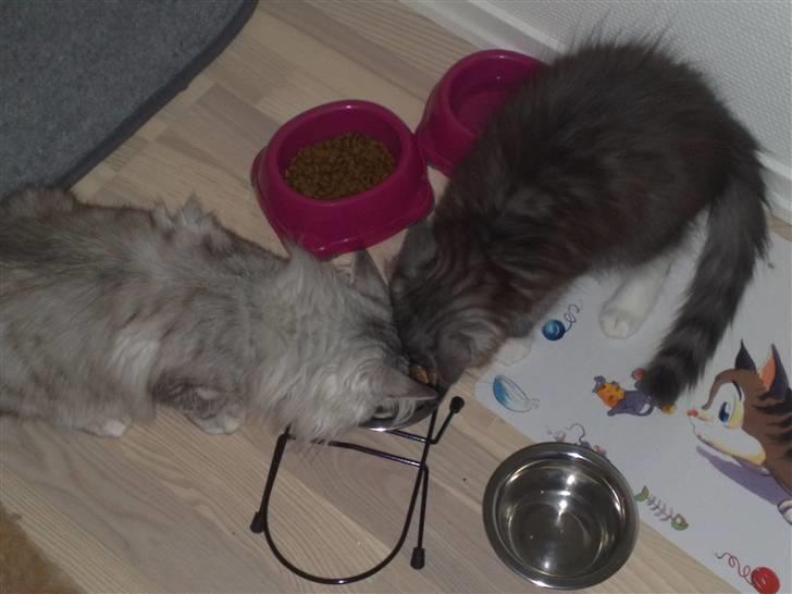 Maine Coon Chili - Her har vi så væltet vandet, så kan vi jo ligeså godt lige spise..... billede 9