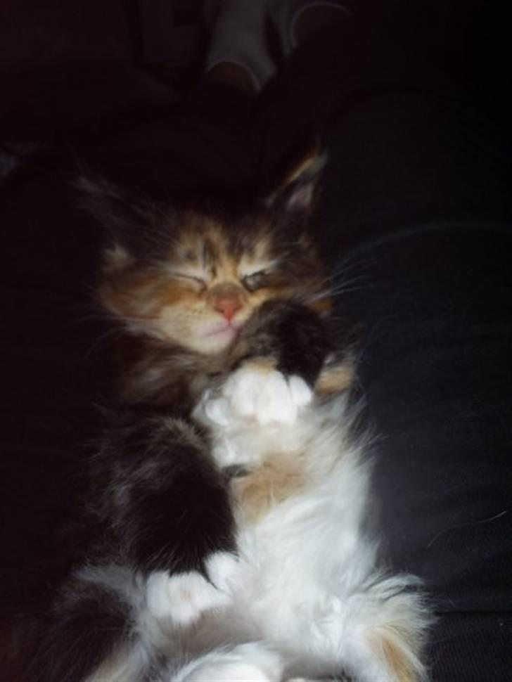 Maine Coon Abby coon's Belisha - total råhygge billede 7