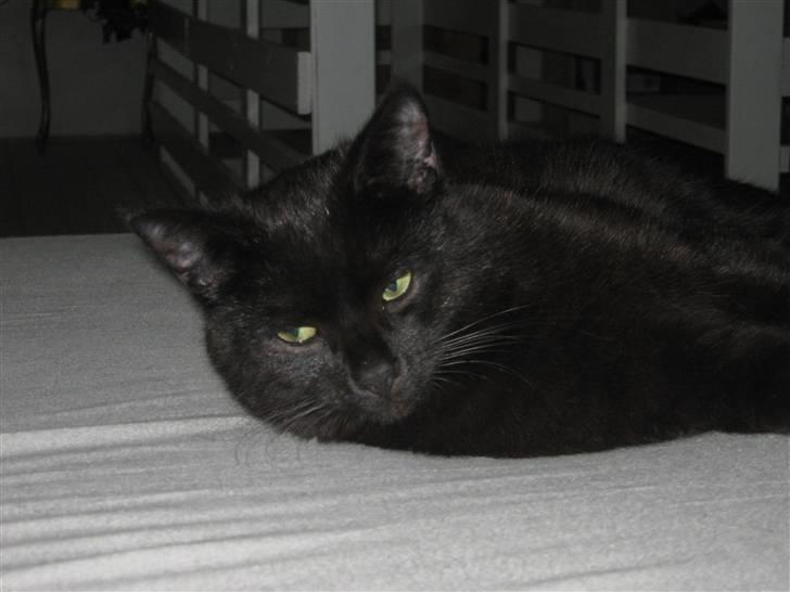 Blanding af racer Tequila<3 - Tequila slapper af. foto: Mig. billede 1