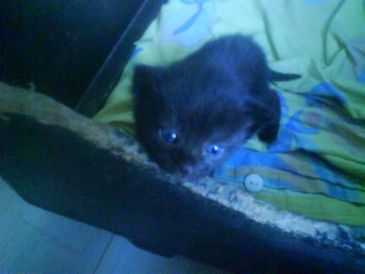 Blanding af racer Tequila<3 - da tequila var lille. foto: mig. billede 2