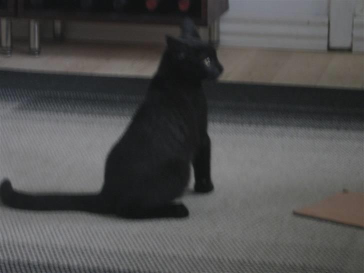 Blanding af racer Tequila<3 - tequila legesyg :D foto: mig. billede 3