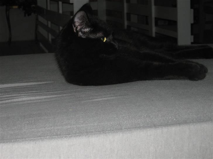 Blanding af racer Tequila<3 - foto: mig  billede 4