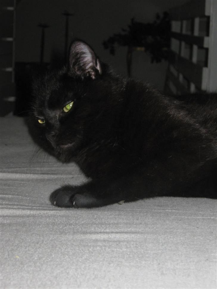 Blanding af racer Tequila<3 - foto: mig  billede 5