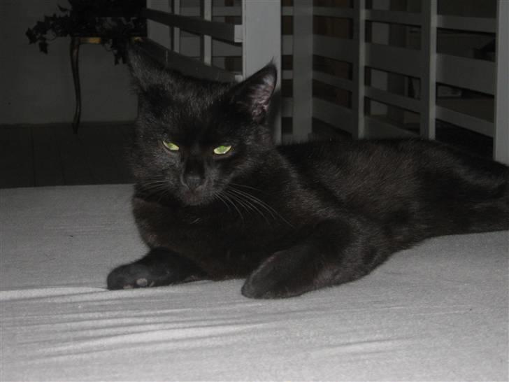 Blanding af racer Tequila<3 - foto: mig  billede 6