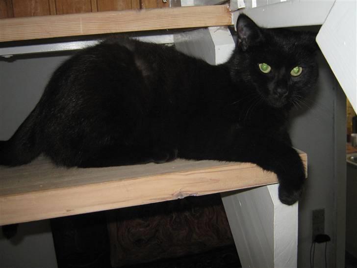 Blanding af racer Tequila<3 - tequila ligger på trappen, det gør han altid ;) foto: mig billede 7