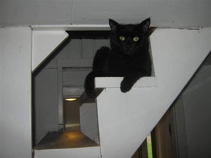 Blanding af racer Tequila<3 - foto: mig  billede 8