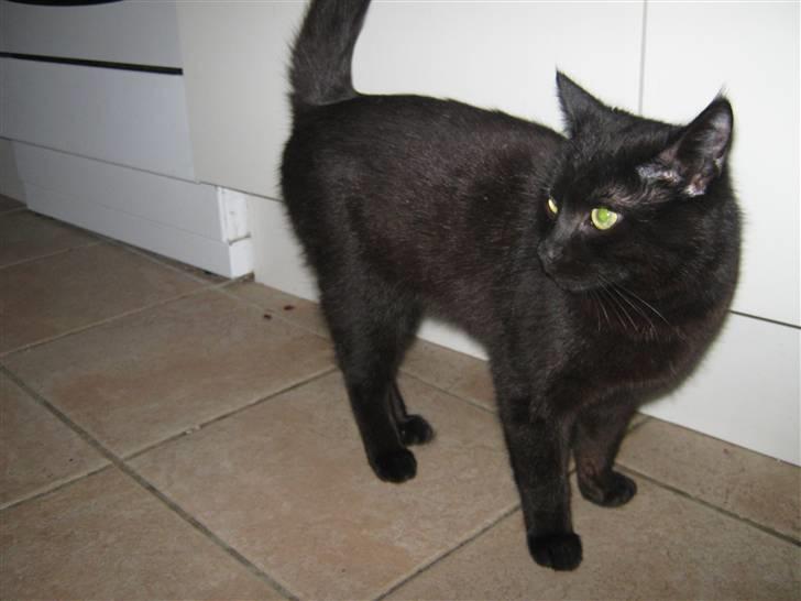 Blanding af racer Tequila<3 - foto: mig  billede 9