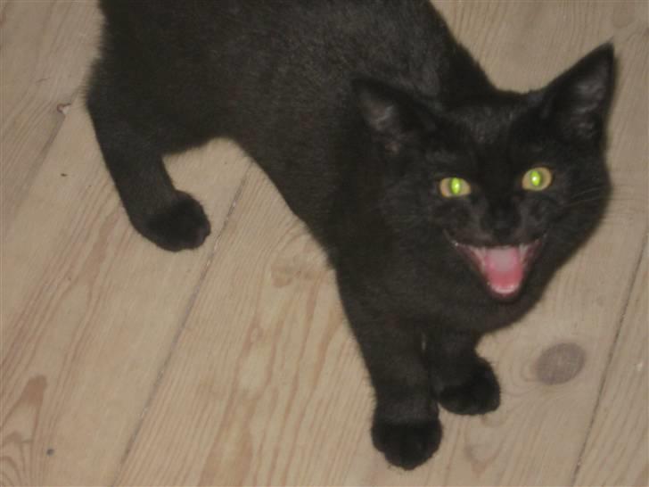 Blanding af racer Tequila<3 - som man kan ligne en djævel ;*) foto: mig billede 10