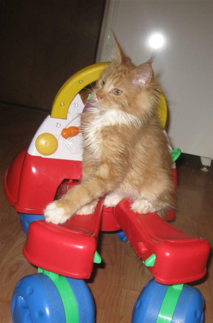 Maine Coon 4 ever coons gismo billede 8