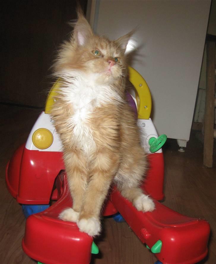 Maine Coon 4 ever coons gismo billede 9