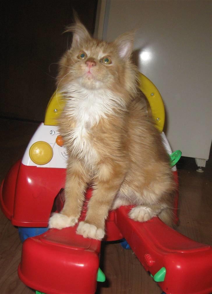 Maine Coon 4 ever coons gismo billede 10