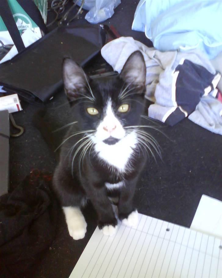 Huskat Cleo - HEJ MOR! Hvad laver du? billede 5