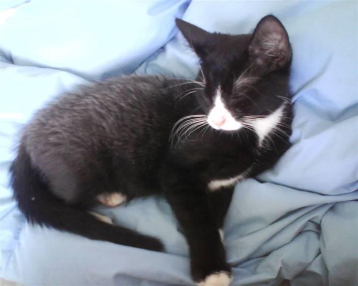 Huskat Cleo - Se min fine sølvryg! Mor synes det er trist den er forsvundet nu...  billede 6