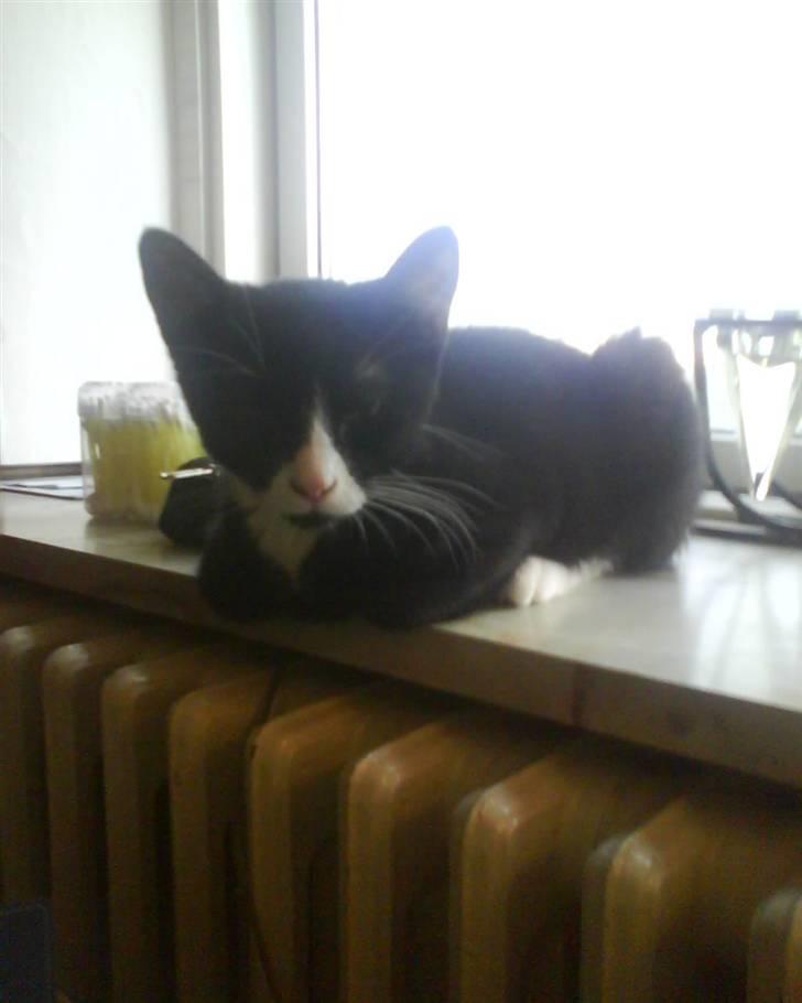 Huskat Cleo - Findes der noget bedre end at ligge i en vindueskarm? billede 7