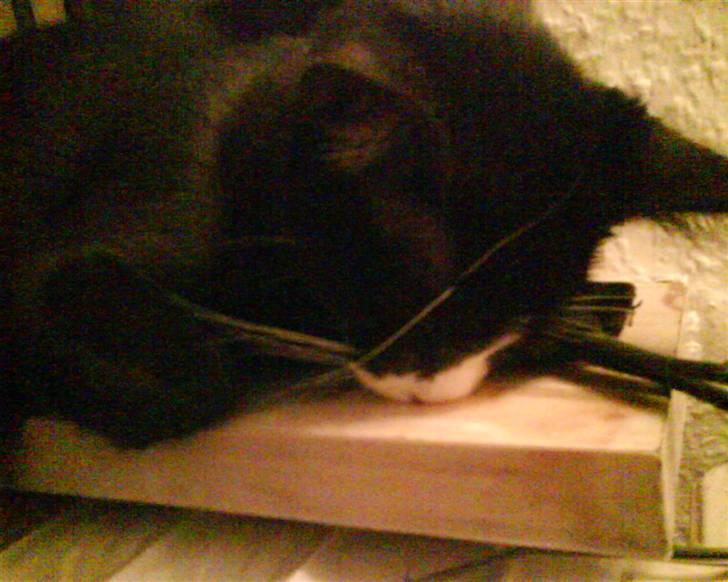 Huskat Cleo - Jeg tror jeg faldt i søvn... billede 8