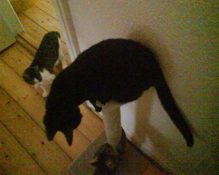 Huskat Cleo - Hmmm... der er langt ned... Mini! Gør noget! billede 9