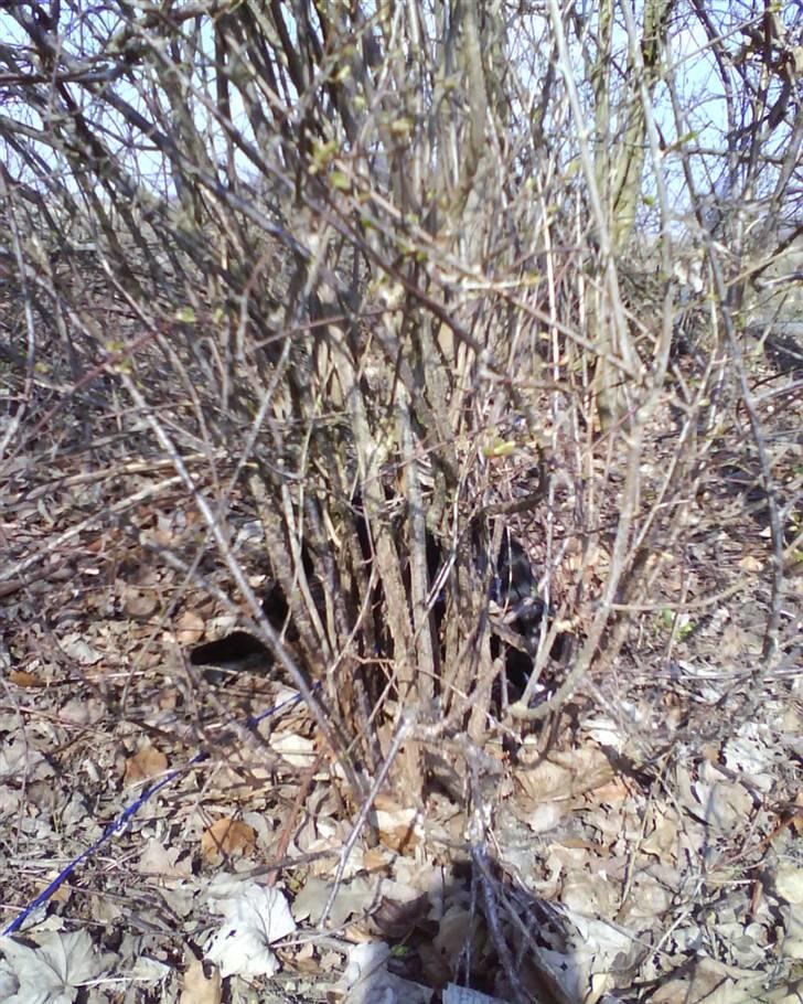 Huskat Cleo - Du kan ikke finde mig! billede 10