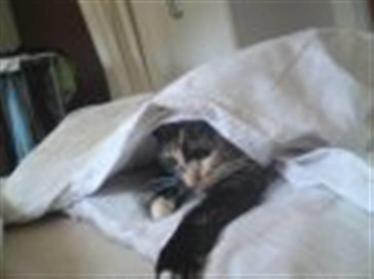 Huskat Cirkeline billede 1