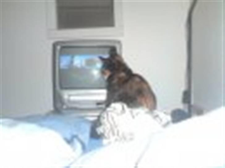 Huskat Cirkeline - morgen tv er bare det bedste :)  billede 2