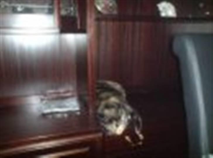 Huskat Cirkeline - nytårsaften hos Bettina.. Jeg tager lige en slapper i det fine skab, selvom kl. er 24 :)  billede 3