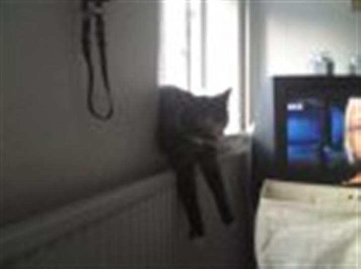 Huskat Cirkeline billede 4