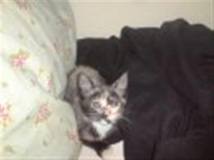 Huskat Cirkeline - killing billede 5