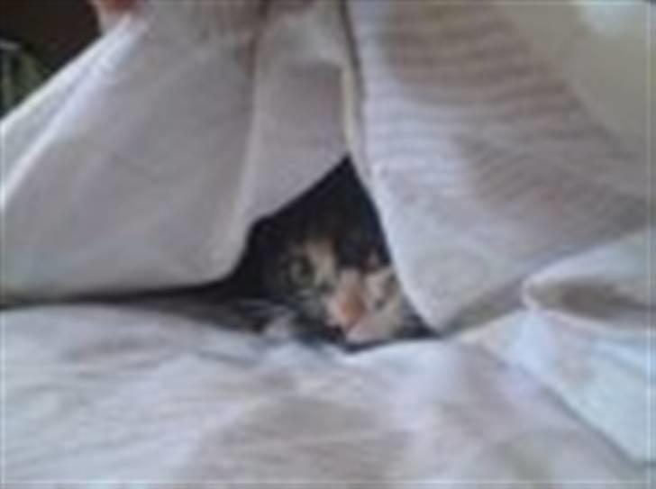 Huskat Cirkeline - bedste gemmested :)  billede 7