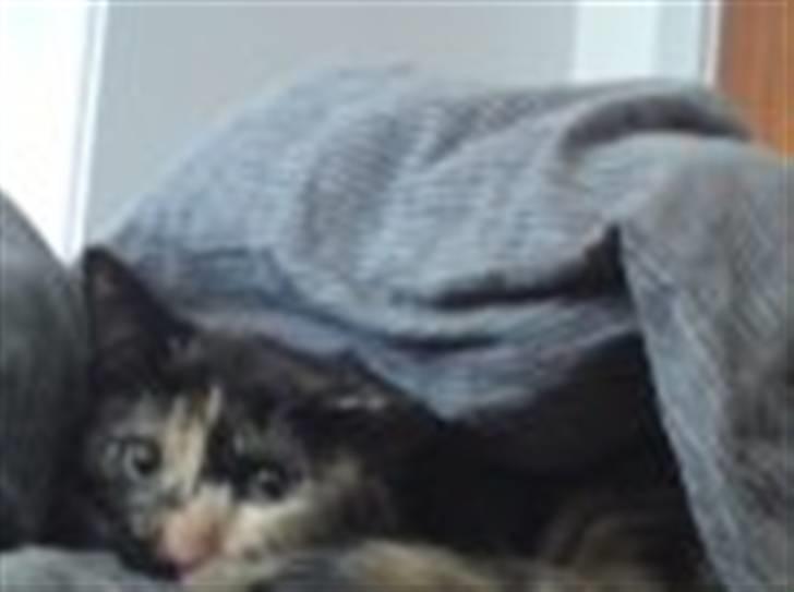 Huskat Cirkeline billede 8