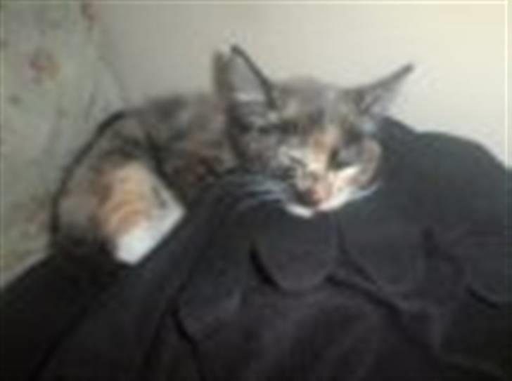 Huskat Cirkeline - killing billede 9