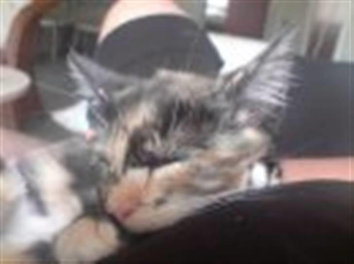 Huskat Cirkeline - killing billede 10