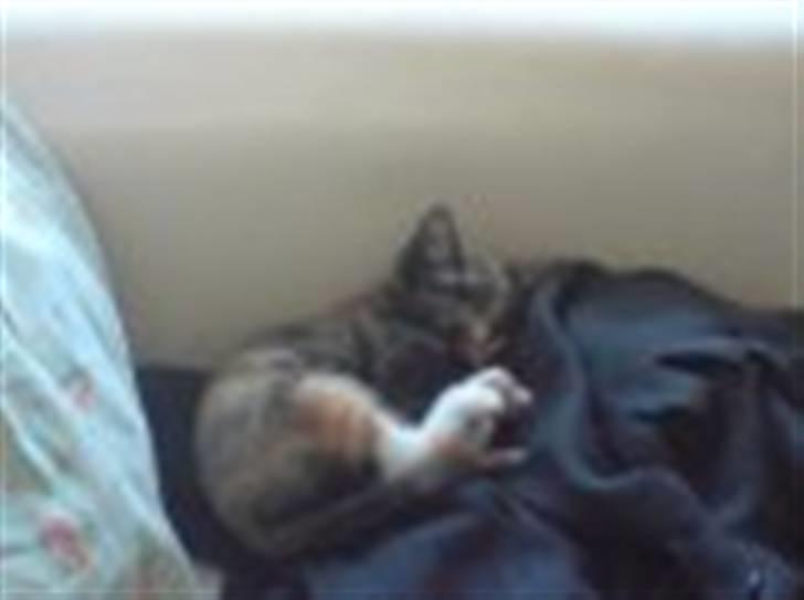 Huskat Cirkeline - killing billede 11