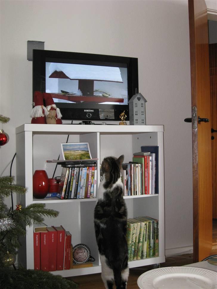 Huskat Oswald - Så er der fugle i tv :) billede 12